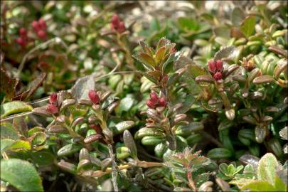 Fotografia da espécie Loiseleuria procumbens