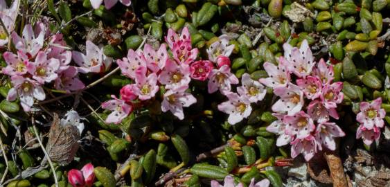 Fotografia da espécie Loiseleuria procumbens