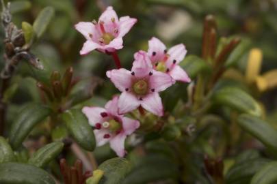 Fotografia da espécie Loiseleuria procumbens