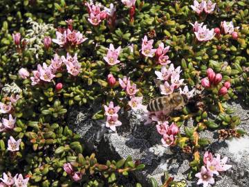 Fotografia da espécie Loiseleuria procumbens