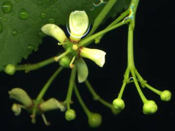 Fotografia da espécie Euonymus europaeus