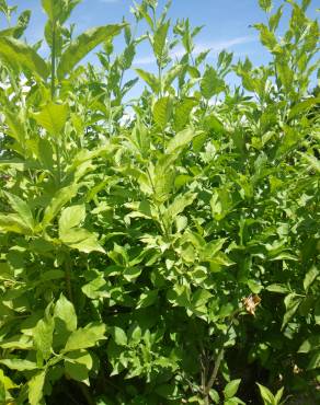 Fotografia 5 da espécie Euonymus europaeus no Jardim Botânico UTAD