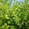 Fotografia 5 da espécie Euonymus europaeus do Jardim Botânico UTAD