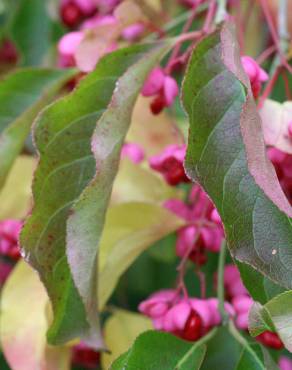 Fotografia 6 da espécie Euonymus europaeus no Jardim Botânico UTAD