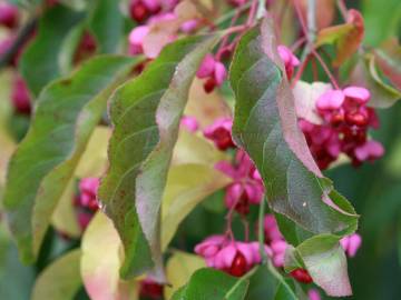 Fotografia da espécie Euonymus europaeus