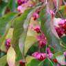 Fotografia 6 da espécie Euonymus europaeus do Jardim Botânico UTAD