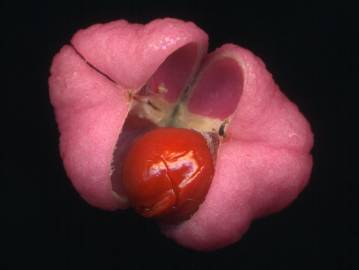 Fotografia da espécie Euonymus europaeus