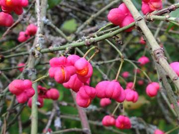 Fotografia da espécie Euonymus europaeus