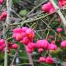 Fotografia 8 da espécie Euonymus europaeus do Jardim Botânico UTAD