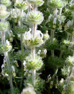 Fotografia 3 da espécie Sideritis hirsuta subesp. hirsuta no Jardim Botânico UTAD