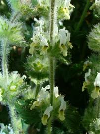 Fotografia da espécie Sideritis hirsuta subesp. hirsuta