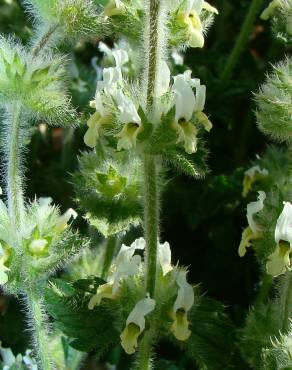 Fotografia 5 da espécie Sideritis hirsuta subesp. hirsuta no Jardim Botânico UTAD