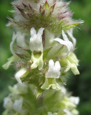 Fotografia 8 da espécie Sideritis hirsuta subesp. hirsuta no Jardim Botânico UTAD