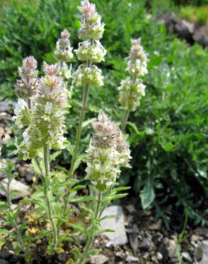 Fotografia 9 da espécie Sideritis hirsuta subesp. hirsuta no Jardim Botânico UTAD