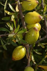 Fotografia da espécie Argania spinosa