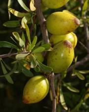 Fotografia da espécie Argania spinosa