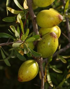 Fotografia 1 da espécie Argania spinosa no Jardim Botânico UTAD