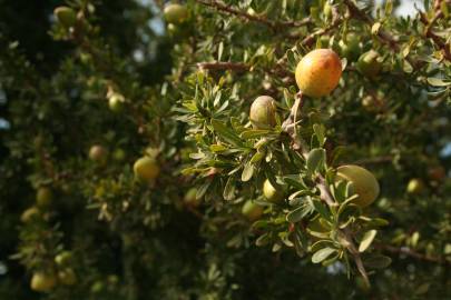 Fotografia da espécie Argania spinosa