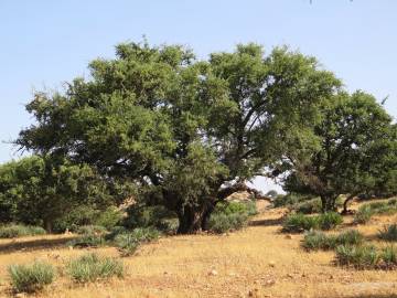 Fotografia da espécie Argania spinosa