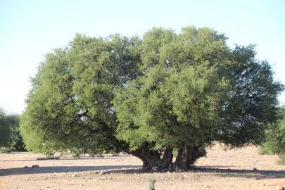 Fotografia da espécie Argania spinosa