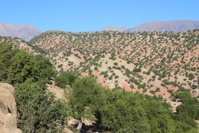 Fotografia da espécie Argania spinosa