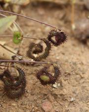 Fotografia da espécie Scorpiurus sulcatus