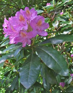 Fotografia 5 da espécie Rhododendron ponticum subesp. baeticum no Jardim Botânico UTAD