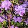 Fotografia 8 da espécie Rhododendron ponticum subesp. baeticum do Jardim Botânico UTAD