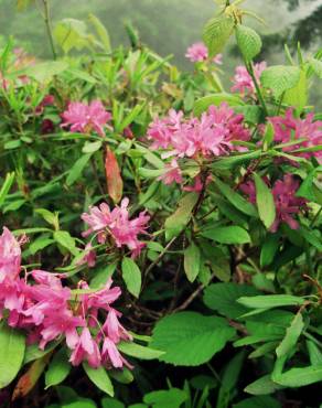 Fotografia 7 da espécie Rhododendron ponticum subesp. baeticum no Jardim Botânico UTAD