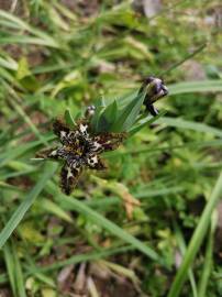 Fotografia da espécie Ferraria crispa subesp. crispa