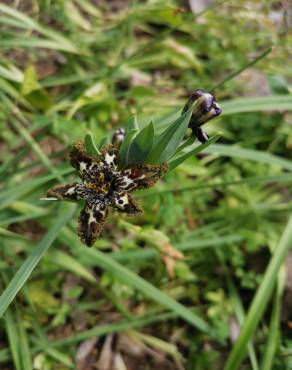 Fotografia 15 da espécie Ferraria crispa subesp. crispa no Jardim Botânico UTAD