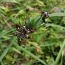 Fotografia 15 da espécie Ferraria crispa subesp. crispa do Jardim Botânico UTAD