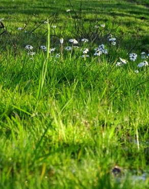 Fotografia 16 da espécie Chamaemelum fuscatum no Jardim Botânico UTAD