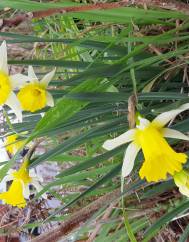 Narcissus pseudonarcissus subesp. portensis