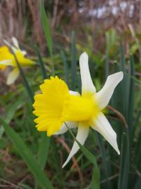 Fotografia da espécie Narcissus pseudonarcissus subesp. portensis