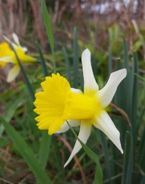 Fotografia 1 da espécie Narcissus pseudonarcissus subesp. portensis no Jardim Botânico UTAD