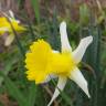Fotografia 1 da espécie Narcissus pseudonarcissus subesp. portensis do Jardim Botânico UTAD