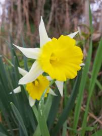 Fotografia da espécie Narcissus pseudonarcissus subesp. portensis
