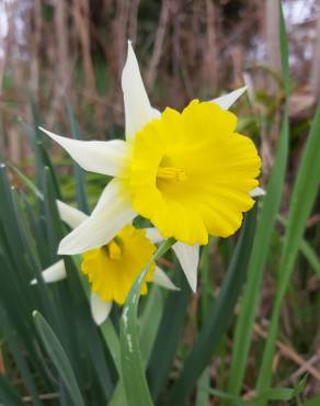 Fotografia 2 da espécie Narcissus pseudonarcissus subesp. portensis no Jardim Botânico UTAD