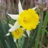 Fotografia 2 da espécie Narcissus pseudonarcissus subesp. portensis do Jardim Botânico UTAD