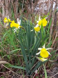 Fotografia da espécie Narcissus pseudonarcissus subesp. portensis