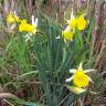 Fotografia 3 da espécie Narcissus pseudonarcissus subesp. portensis do Jardim Botânico UTAD