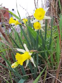 Fotografia da espécie Narcissus pseudonarcissus subesp. portensis