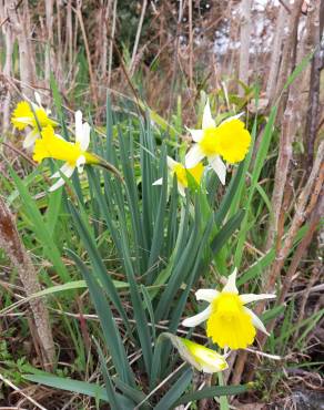 Fotografia 5 da espécie Narcissus pseudonarcissus subesp. portensis no Jardim Botânico UTAD