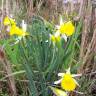 Fotografia 5 da espécie Narcissus pseudonarcissus subesp. portensis do Jardim Botânico UTAD