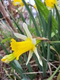 Fotografia da espécie Narcissus pseudonarcissus subesp. portensis