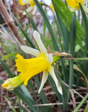 Fotografia 6 da espécie Narcissus pseudonarcissus subesp. portensis no Jardim Botânico UTAD