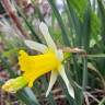 Fotografia 6 da espécie Narcissus pseudonarcissus subesp. portensis do Jardim Botânico UTAD