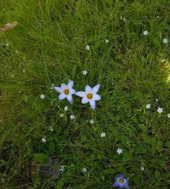 Fotografia da espécie Crocus carpetanus