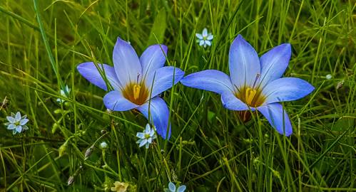 Fotografia da espécie Crocus carpetanus